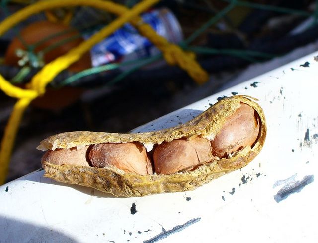 Amazing Four Nut Goober Image Found! Amazing Four Nut Goober Image Found!