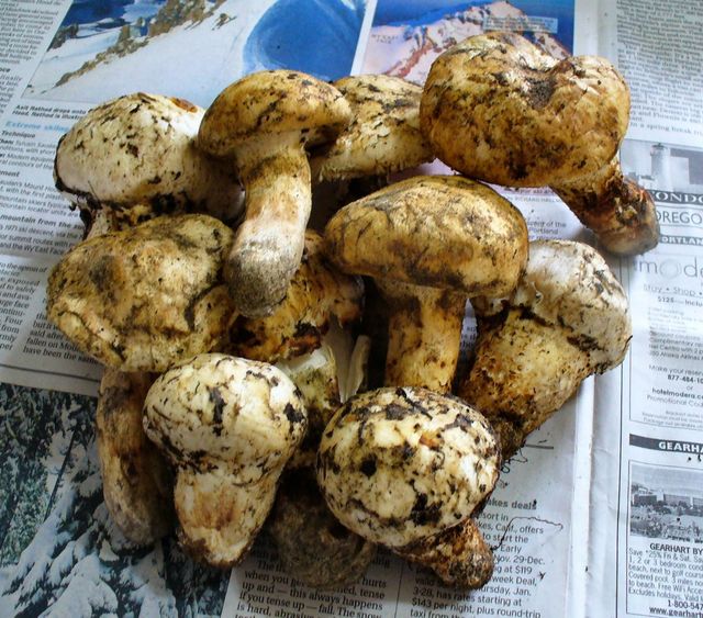 Forest Harvest: Matsutake Mushrooms! Forest Harvest: Matsutake Mushrooms!